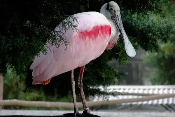 O que fazer em Poços de Caldas - Zoo das Aves